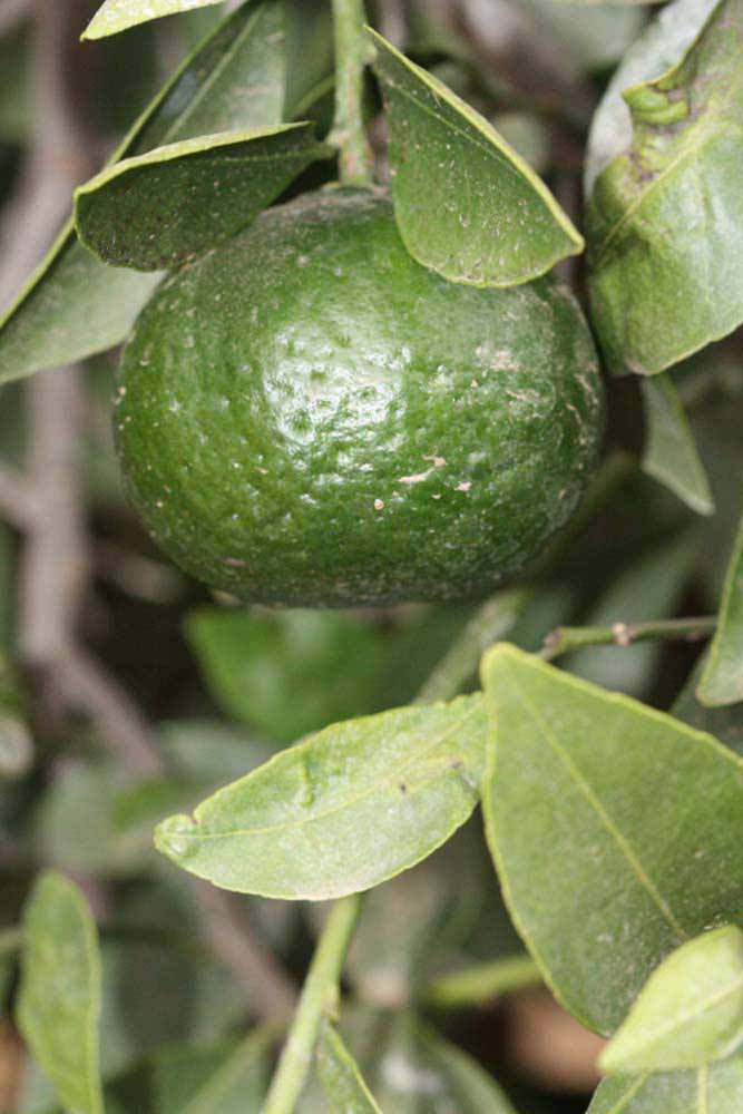              Immature fruit (Riverside, CA)       